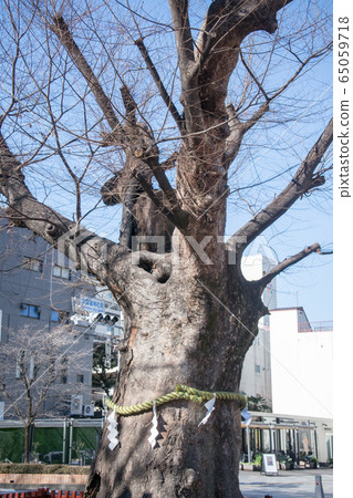 Fuchu City, Tokyo Metropolitan Shrine, giant zelkova, 900 years old Fuchu City, Tokyo Metropolitan Shrine, giant zelkova, 900 years old 65059718