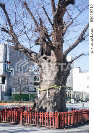 Fuchu City, Tokyo Metropolitan Shrine, giant zelkova, 900 years old Fuchu City, Tokyo Metropolitan Shrine, giant zelkova, 900 years old 65059719