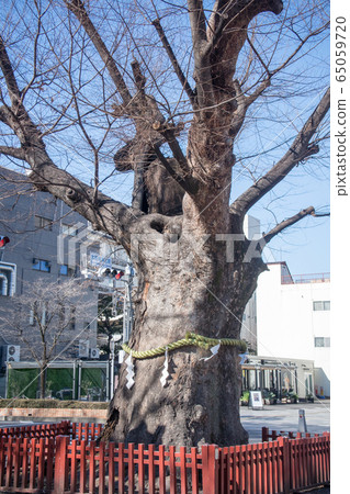 Fuchu City, Tokyo Metropolitan Shrine, giant zelkova, 900 years old Fuchu City, Tokyo Metropolitan Shrine, giant zelkova, 900 years old 65059720
