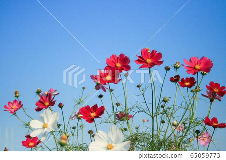 Cosmos and blue sky 65059773