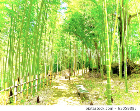 Bamboo forest and bamboo shoots Bamboo forest and bamboo shoots 65059883
