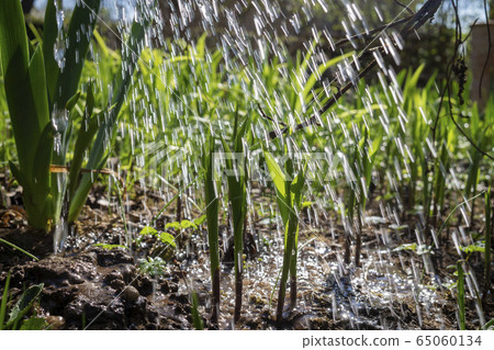 Irrigating the fresh green plants of a farm crop 65060134