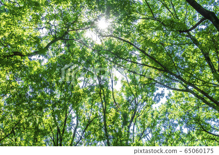 Forests and sun leaves Forests and sun leaves 65060175