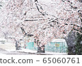 Snow and cherry blossoms 65060761