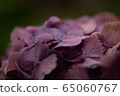  hydrangea 65060767