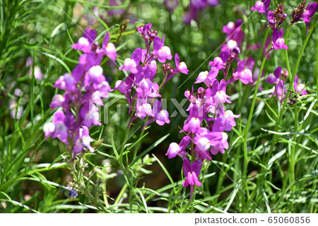 Linaria(Hime金魚) Linaria(Hime金魚) 65060856
