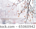 Snow and cherry blossoms 65060942