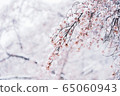 Snow and cherry blossoms 65060943