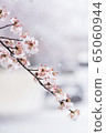 Snow and cherry blossoms 65060944