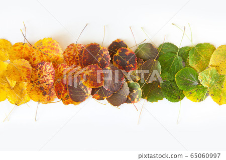 autumn background with orange, red, yellow, green leaves 65060997