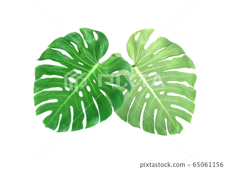 monstera leaves with drop of water isolated on 65061156