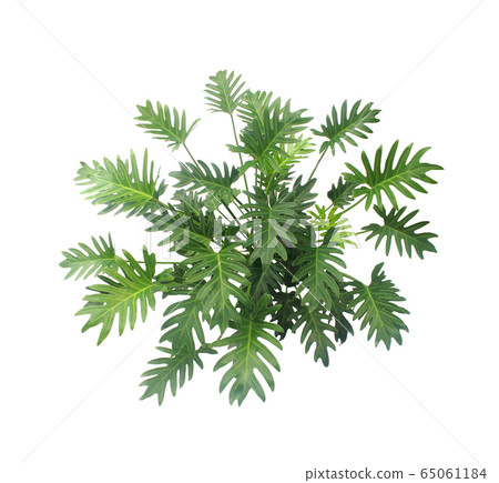 bush Philodendron Xanadu plant isolated above on bush Philodendron Xanadu plant isolated above on 65061184