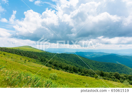 alpine meadows of mnt. runa, ukraine. coniferous 65061519