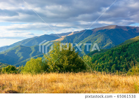 wonderful autumn scenery on a sunny evening. trees wonderful autumn scenery on a sunny evening. trees 65061538