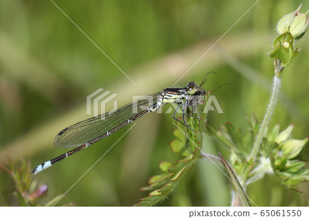 Kuroito Tombo 65061550