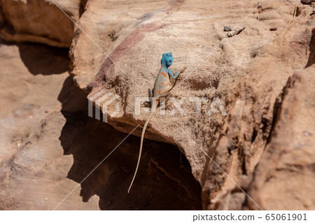 沙漠蜥蜴 65061901