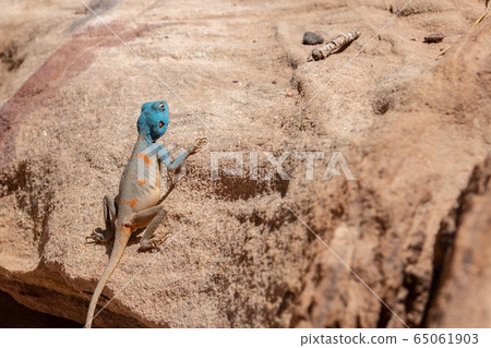 沙漠蜥蜴 65061903
