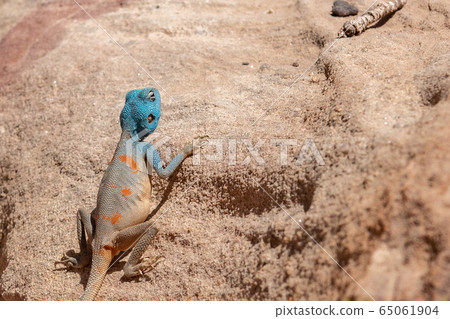 Desert lizard 65061904