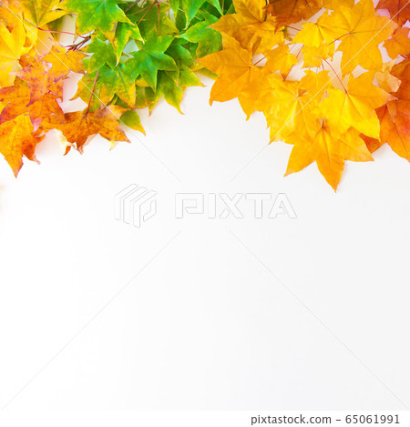 Autumn background with red, yellow, orange maple leaves 65061991