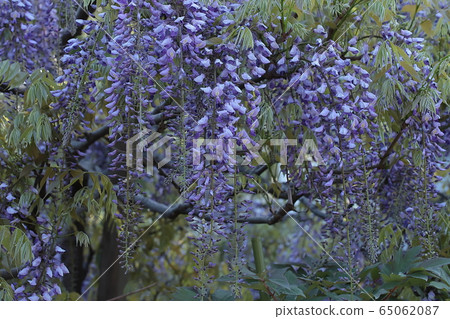 龍寺金澤八景富士花 龍寺金澤八景富士花 65062087