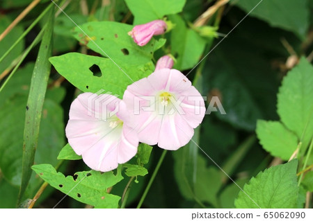 Bindweed (daylight) Bindweed (daylight) 65062090