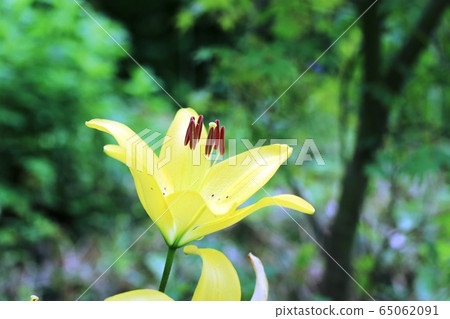 Suka Lily (Toy lily) Suka Lily (Toy lily) 65062091
