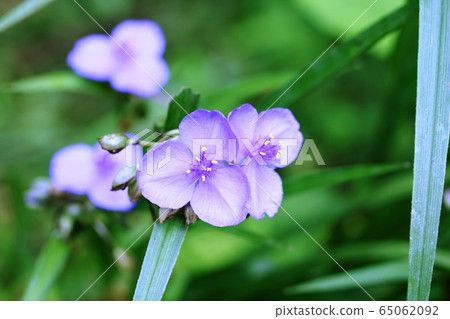 Murasakiyukusa (purple ashes) 65062092