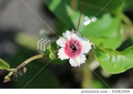 六角烏鴉 六角烏鴉 65062094