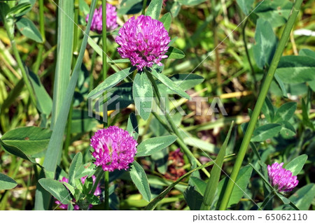 多摩河兩岸盛開的紫色三葉草 65062110
