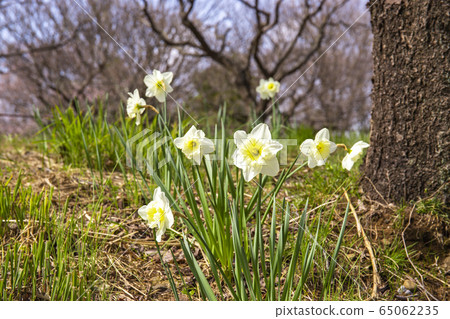 Large cup daffodils Large cup daffodils 65062235