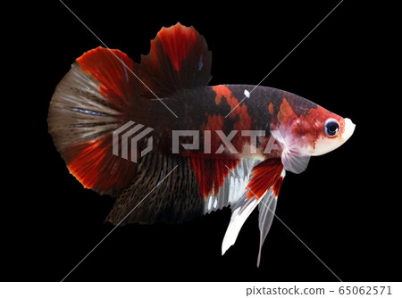 Betta Koi Halfmoon Plakat HMPK Male or Plakat Fighting Fish Splendens On Black Background. 65062571