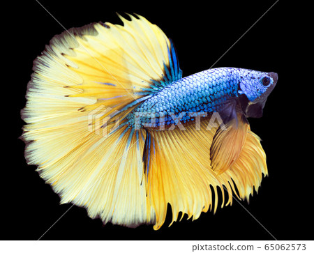 Betta Mustard Halfmoon HM Male or Plakat Fighting Fish Splendens On Black Background. Betta Mustard Halfmoon HM Male or Plakat Fighting Fish Splendens On Black Background. 65062573