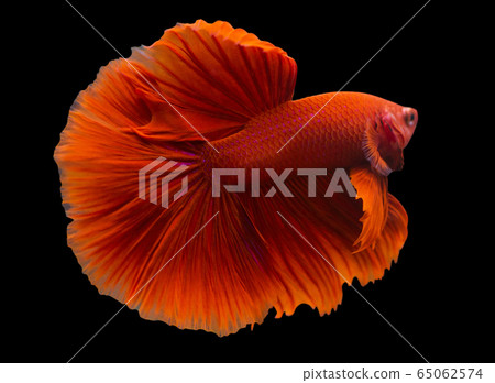 Betta Super Red Halfmoon HM Male or Plakat Fighting Fish Splendens On Black Background. Betta Super Red Halfmoon HM Male or Plakat Fighting Fish Splendens On Black Background. 65062574