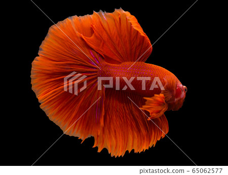Betta Super Red Halfmoon HM Male or Plakat Fighting Fish Splendens On Black Background. 65062577