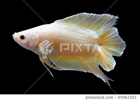 Betta Super Gold Double Tail DT Halfmoon Plakat Male or Plakat Fighting Fish Splenden Betta Super Gold Double Tail DT Halfmoon Plakat Male or Plakat Fighting Fish Splenden 65062581