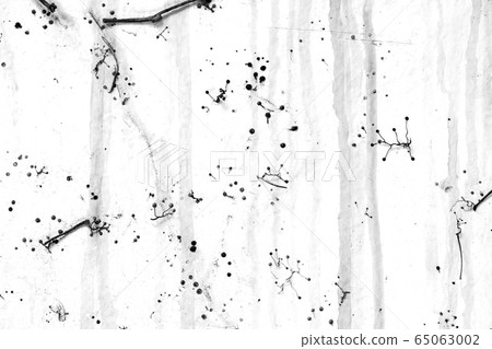 Marks of dry ivy on a white wall 65063002