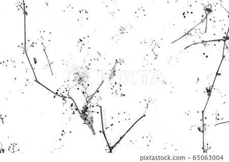 白牆上乾常春藤的痕跡 65063004