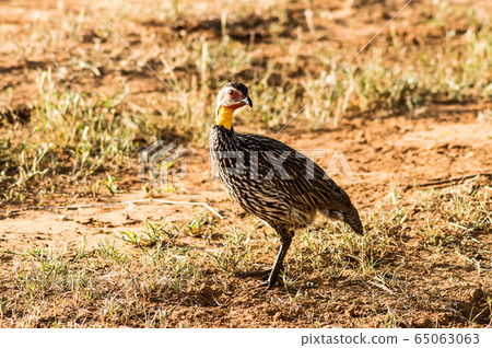 Yellow-necked Francolin Pternistis leucoscepus 65063063