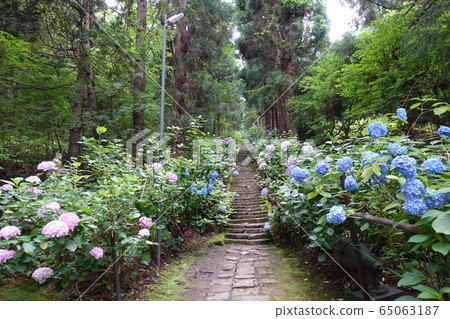 Hydrangea hydrangea hydrangea 65063187