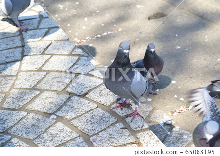 鴿子 65063195