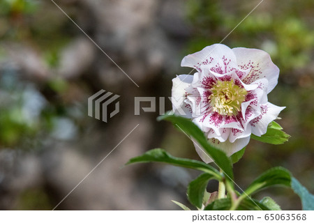 聖誕節玫瑰 聖誕節玫瑰 65063568