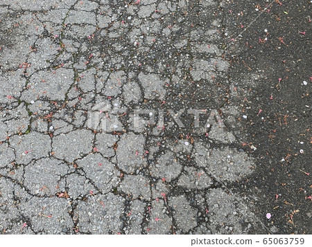 The Sakura petals on the road 65063759