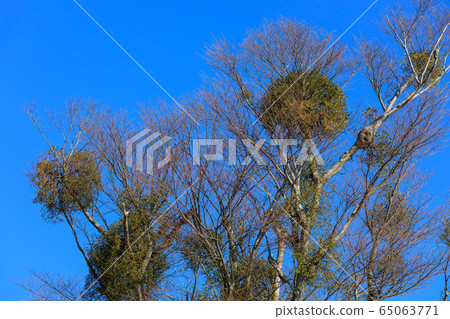 Parasitic mistletoe Parasitic mistletoe 65063771