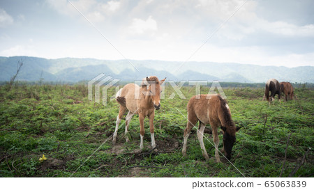 horse eating on the lawn blue sky mountain horse eating on the lawn blue sky mountain 65063839