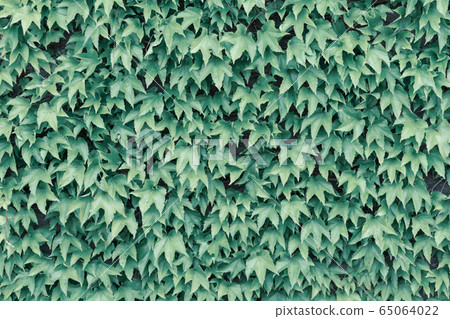 Leaf-covered wall Leaf-covered wall 65064022