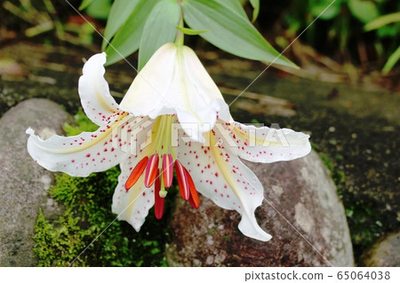 Big Yamayuri (Yuri Yama) 65064038