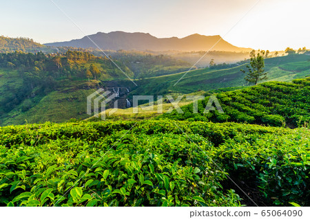 Tea plantation and St Claire waterfall at sunrise, Sri Lanka 65064090