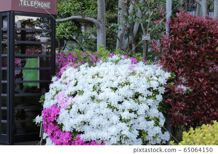 Landscape with phone box and azaleas 65064150