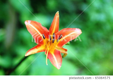 Nokanzo（野豬草） 65064575