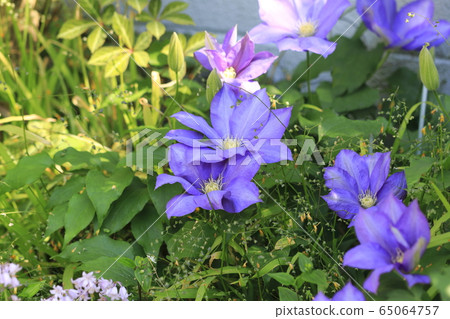 鐵線蓮鮮花 65064757